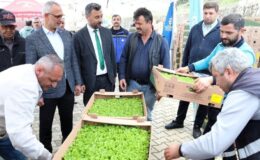 Gebzeli çiftçiye 500 bin sebze fidesi