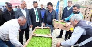 gebzeli ciftciye 500 bin sebze fidesi