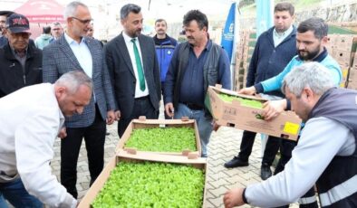 Gebzeli çiftçiye 500 bin sebze fidesi