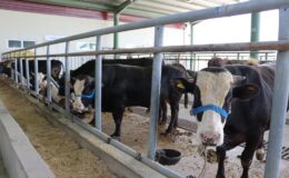 Kurbanlıklar İzmit Belediyesi Modern Hayvan Pazarı’nda yerini alıyor