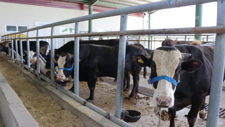Kurbanlıklar İzmit Belediyesi Modern Hayvan Pazarı’nda yerini alıyor